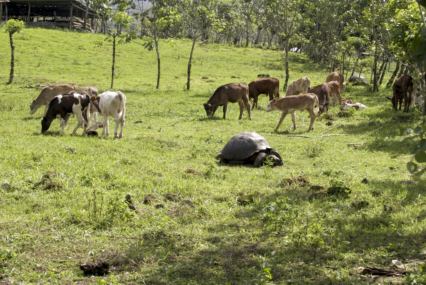 Giant tortoise and cattle coexisting in the highlands of the Galápagos Islands